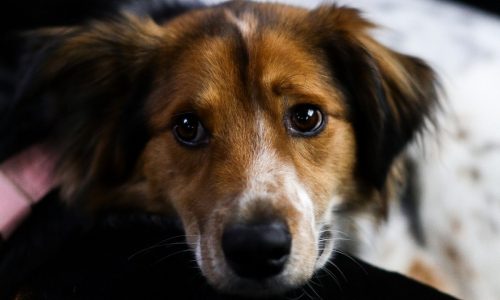 Ansiedade Canina: Sintomas E Causas