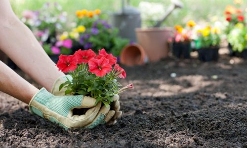 Jardinagem para iniciantes: quais as plantas mais fáceis de cuidar?