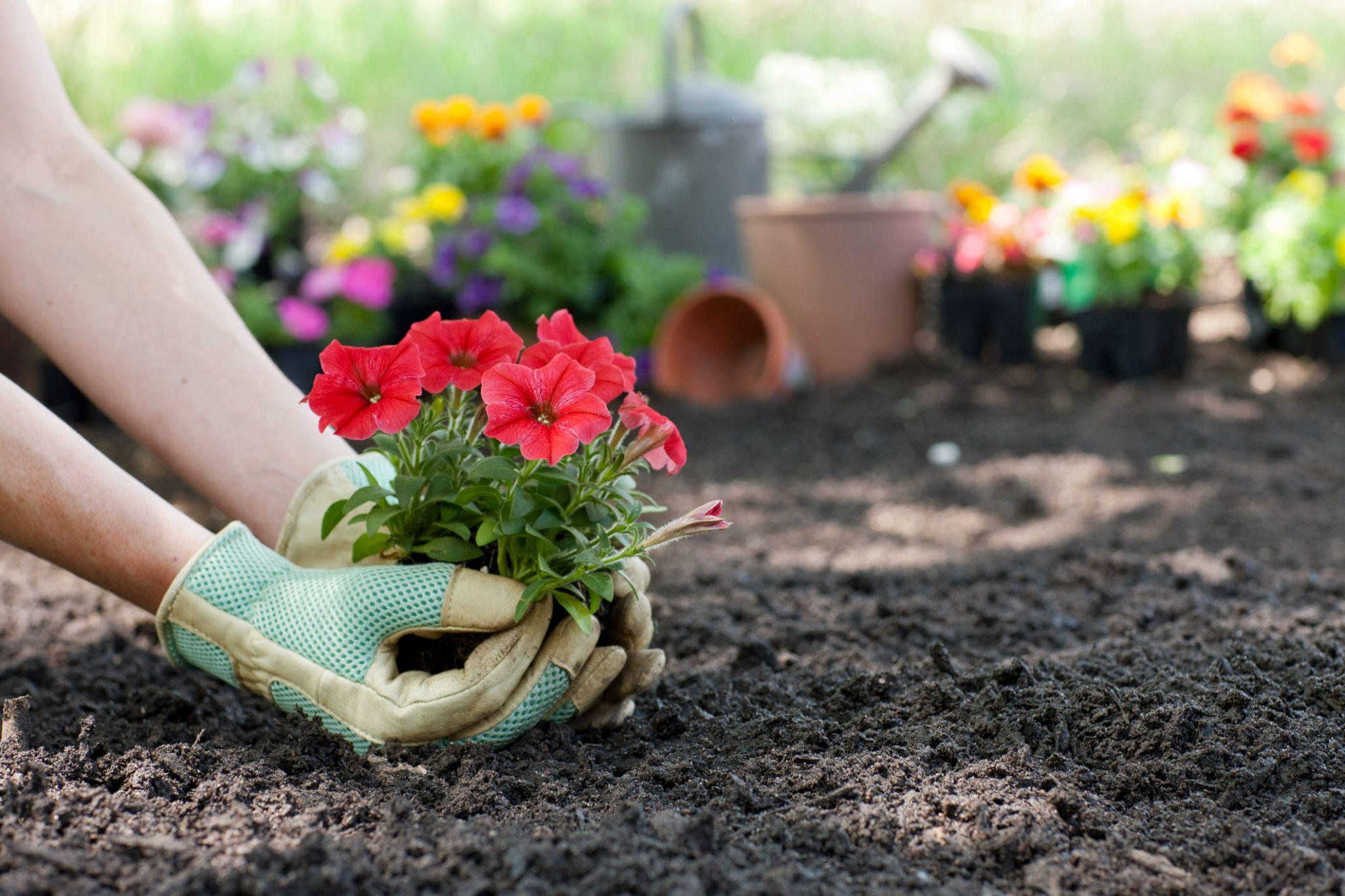 Jardinagem para iniciantes quais as plantas mais fáceis de cuidar