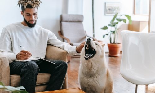 7 Motivos para Não Ter um Animal em Casa