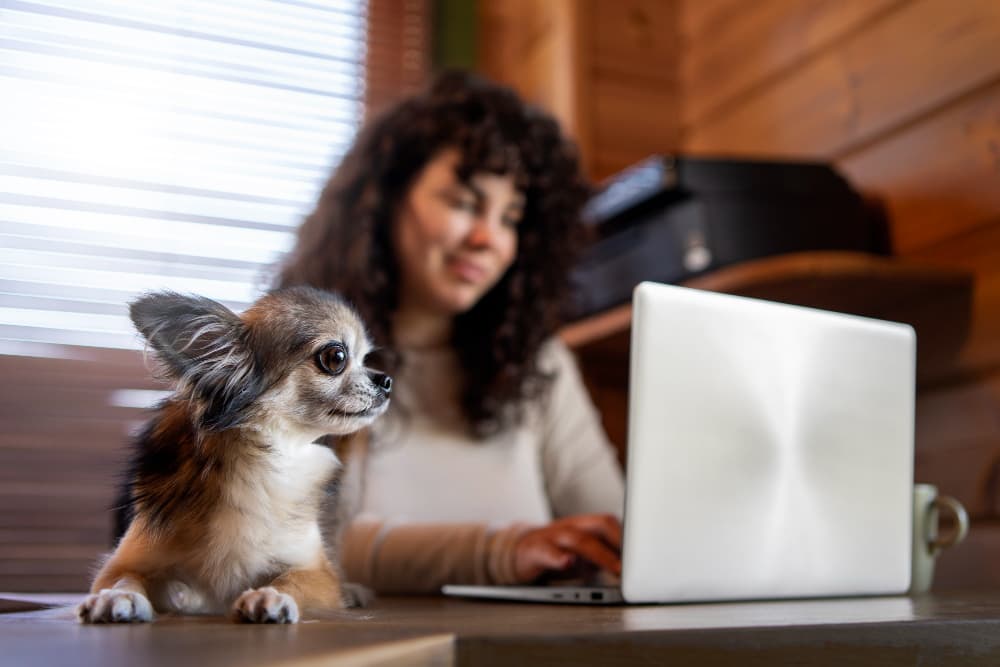 Como economizar comprando em um pet shop online