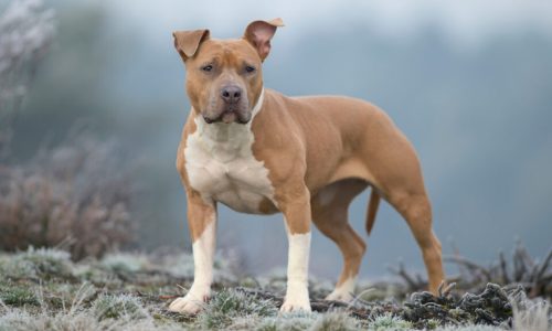 American Staffordshire Terrier: De Cães de Briga a Companheiros Leais
