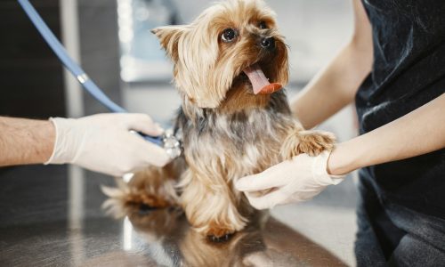 10 Benefícios de Levar Seu Pet Regularmente a uma Clínica Veterinária